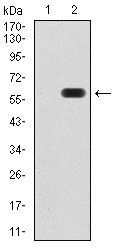 WB - ATG16L1 Antibody AO2106a